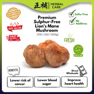 Lion's Mane Mushroom Premium Sulphur-Free 特级无硫猴头菇 猴头菌 Lion Mane Mushroom Herbal Care