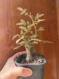 Boswellia bullata布拉塔實生露養（4年）超大底根，塊根植物，多肉植物