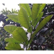 500g fresh home-grown grapefruit leaves, freshly picked by customers