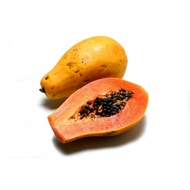 Sweet Papaya / Betik (Medium)