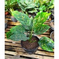 Aglonema Ruby Chiangmai (tanaman Hias Aglaonema Ru