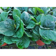 Ficus Lyrata Fiddle Leaf Fig Indoor House Home Potted Plant