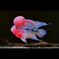 Readyyy Ikan Louhan SRD Super Jenong - ikan hias paling cakep ikan lohan jambul besar kualitas super
