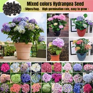 Hydrangea Flower Seed for Planting (50 Seeds/pack) Hydrangea Plant Seed Pokok Bunga Hiasan Benih Bunga Pokok Bunga