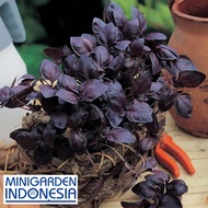 BENIH herbal Basil Red Leaved ECER 10BIJI bibit basil merah basil ungu f1 import fothergills