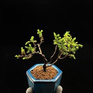 SG1413-大🈹️引の日本迷你黃金系魚川真柏/超靚金葉🔥精品植物小盆栽禮物🔥