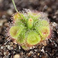 SEED 2017 New Arrl !!! 200 PCS Green s Family Food Cordyceps Seeds Weird Magic Venus Flytrap ivorous