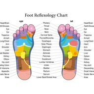 Reflex Therapy chart/ Vitaflex therapy chart/ Essential oils reflex therapy chart