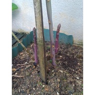 3 Anak Pokok Asparagus Purple / 3 Purple Asparagus Seedlings / 3 Bibit Asparagus Ungu