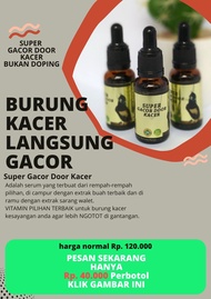 penggacor kacer SUPER GACOR DOOR KACER juara gantangan