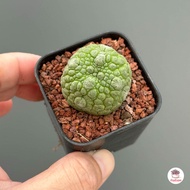 คางคกกลม Pseudolithos migiurtinus แคคตัส กระบองเพชร cactus&amp;succulent