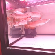 Ikan Hias Arwana Super Red Size 15 CM Bersertifikat dan Chip 100%