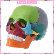 NAV 15pcs set 4D Disassembled Color Skull Anatomical Model Detachable Medical Teachi
