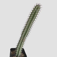 zac.culent - Euphorbia tescorum (Succulent Cactus)