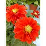 🔥🔥Dahlia Kampung No.11🔥🔥