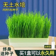 Hot🔥Cat Snacks Transparent Cat Potted Hydroponic Cat Grass Self-Planted Indoor Greenery Instant Wheat Seeds Kittens Pet