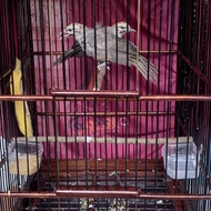 Burung cucak rowo anakan sepasang