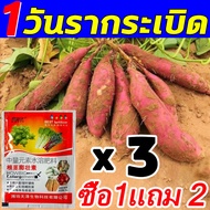 ปรับปรุงดิน เพิ่มธาตุอาหาร ฮอร์โมนมันสำปะหลัง 900g ซื้อ 5 ได้ 25 ปุ๋ยเร่งหัวมัน นอกจากนี้ยังมีประสิทธิภาพในการส่งเสริมการขยายเหง้าใต้ดิน ช่วยเพิ่ม ปุ๋ยมันสำปะหลัง เพิ่มการผลิตได้ถึง10เท่า ปุ๋ยระเบิดหัว เก็บเกี่ยวได้เยอะ ปุ๋ยมันสำปะลัง ปุ๋ยเร่งหัวมัน