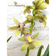 <Greenheavenz> Cymbidium Boat Orchid Flower Live Plant Pokok Bunga Orkid Hidup