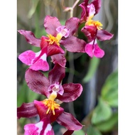 Oncidium Tariflor Lady | Oncidium Hybrid | (Onc.Tariflor Ruby x Onc. Tariflor Queen) | Indoor or Out