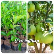 [COD] bibit jeruk bali okulasi bibit jeruk bali jumbo okulasi