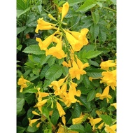 KKB Tecoma Stans, Yellow Bells