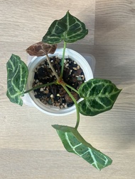 Anthurium Crystallinum hybrid 撕裂紋水晶花燭 / 雜交特徵: 撕裂紋, 圓葉, 有粉葉脈 / 葉80CM / update 2026.09.02