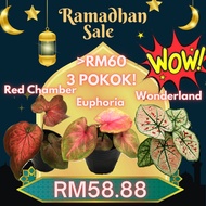 【Botanika.KL Launching Special】3 Caladium COMBO🍀 Wonderland + Red Chamber + Euphoria🍀 Pokok Keladi Hidup Indoor Plant