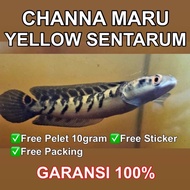 FAVORITE CHANNA MARU YS ( YELLOW SENTARUM) FREE PELET 10 GRAM