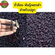 เมล็ดพันธุ์ถั่วลิสง พันธุ์เพชรดำ 100เมล็ด50บาท สำหรับปลูก ถั่วดินดำ ถั่วลิสงดำ เพชรดำ ถั่ว