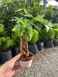 GPS Green Plant Society live plant Pachira Prosperity Tree with Big Braids / Money Tree 大辫子发财树
