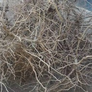 Save! Senggani Root Buy 10 Kilos 5