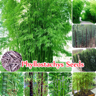 🌺บานเพื่อคุณเท่านั้น🌺เมล็ดพันธุ์ 50 เมล็ด ไผ่บงหวาน Phyllostachys Seeds Plant Seed ต้นไม้มงคล ต้นไม้ เมล็ดพันธุ์ ไม้ประดับ ต้นไม้จริง ต้นไม้ฟอกอากาศ ปลูกง่าย ทนแล้ง ปลูกคร