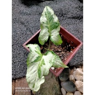 Sygonium 3 kings (rare plant)