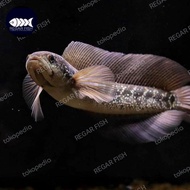 ikan channa asiatica ws pure