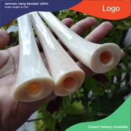 PIPA ONCE IGA DUYUNG ORIGINAL KUALITAS panjang 16cm