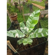 🆔 Banana Musa Florida / Pisang Florida