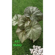 BEGONIA ASAM BATU ~ REAL PLANT ~ INDOOR PLANT ~OUTDOOR PLANT    READY STOCK BEGONIA ASAM BATU ® POKO