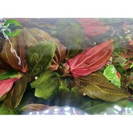 Betel 09 Red Max size (Iguazu 2009 Red)