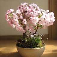 30ชิ้นบอนไซต้นไม้ซากุระญี่ปุ่นเมล็ดบอนไซดอกไม้ดอกเชอร์รี่เมล็ด ดอกไม้ปลูก เมล็ดพันธุ์ผัก ไม้ประดับ ต้นไม้มงคลแคระ เมล็ดพันดอกไม้ บอนไซ เมล็ดดอกไม้ บอนไซ ต้นไม้ Japanese Red Sakura Flower seeds Cherry Blossoms Tree seeds