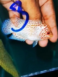 Flowerhorn thailand king kamfa gb,  kamfa gb male fish, pellet trained