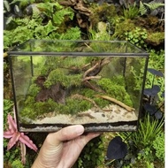 🔥Live Moss Terrarium Horizontal🔥 Terrarium / Live Moss / Garden / Home Decoration / Souvenir