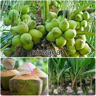 Bibit Kelapa Bibit Kelapa Hibirda Bibit Kelapa Hijau Kelapa Hib