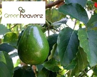 GHZ - Avocado Fruit Tree Live Plant Anak Pokok Buah Avokado 牛油果