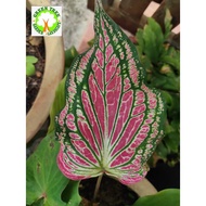 INDOOR PLANT - Caladium rare- "Thai beauty" for HOME/OFFICE decoration