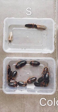 Dubia roaches (by eugenetj) (colony) (ready to breed)