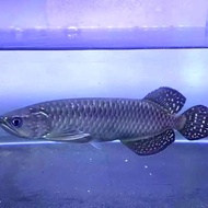 Miliki Ikan Arwana Jardini Black Pearl 31-33Cm