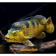 pbass Kelberi bahia / Baby
