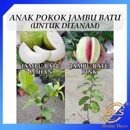 Anak Pokok Jambu Batu Lohan / Jambu Batu Pink Untuk Ditanam Pokok Hidup Real Live Plant Guava 番石榴