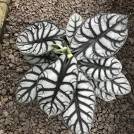 tanaman hias alocasia dragon silver / alocasia silver